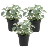 3 Peperomia Live Plant, Peperomia Incana 4 Inch Potted Plant, Indoor Houseplant for Tabletop Decor, Workspaces and Easy Care Display