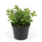 Peperomia Beetle Live Plant, 4'' Inch Pot, Easy-Care Peperomia Live Indoor Houseplant, Attractive Trailing Houseplant for Home & Office Décor
