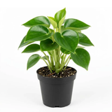 Peperomia Raindrop Live Plant in 4" Pot, Vigorous Potted Indoor Plant Starter with Glossy Teardrop Leaves, Sturdy Low Maintenance Pet-Safe Plant for Home Office & Desk Décor