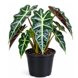 Alocasia Live Plant - African Mask, 4-Inch Pot Rare Alocasia Plant, Deep Green Foliage, Exotic Tropical Houseplant for Desk, Room Decor & Indoor Spaces