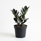 Raven ZZ Plant Live in 6’’ Pot | Zamioculcas Black ZZ Plant Live | Easy to Grow | Ideal for Home or Office Décor