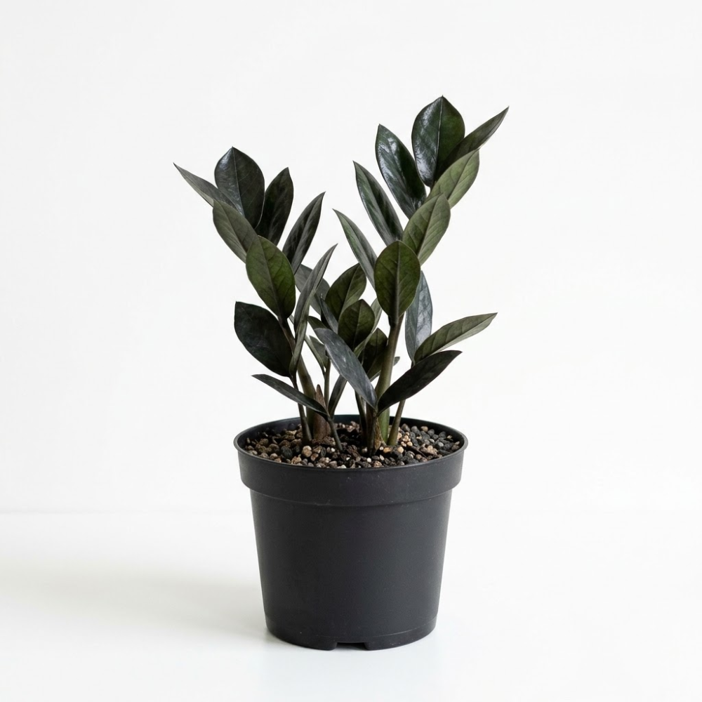 Raven ZZ Plant Live in 6’’ Pot | Zamioculcas Black ZZ Plant Live | Easy to Grow | Ideal for Home or Office Décor