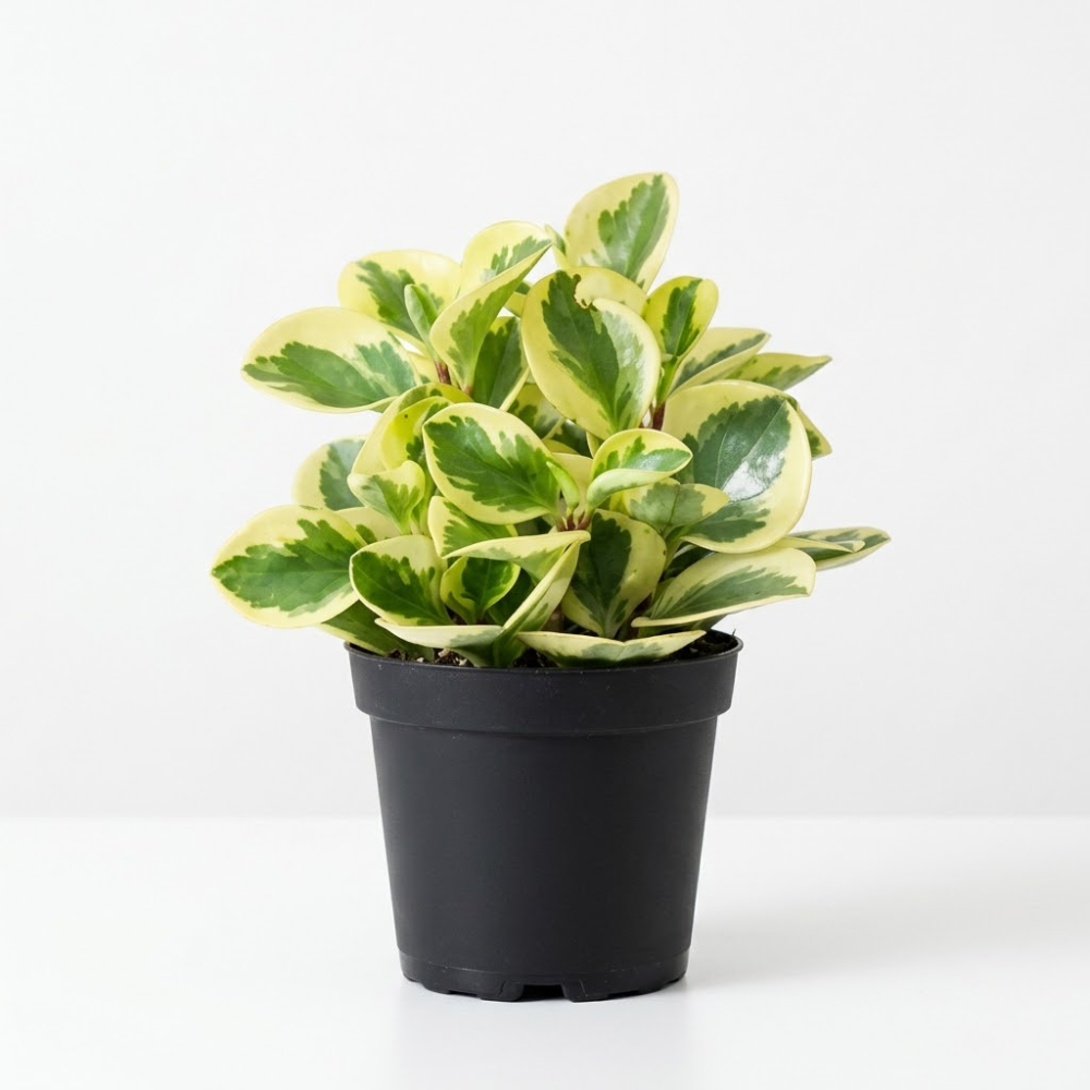 Peperomia Obtusifolia Variegated Live Plant | Baby Rubber Plant in 4'' Inch Pot | Easy-Care Peperomia Live Indoor Houseplant | Attractive Variegated Rubber Plant for Home & Office Décor