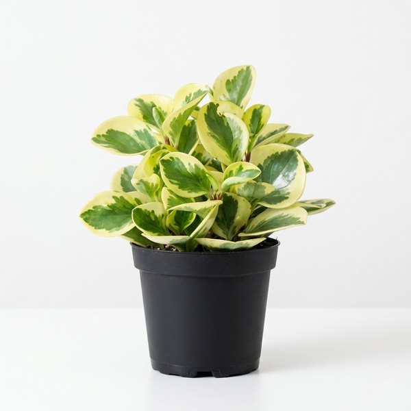 Peperomia Obtusifolia Variegated Live Plant | Baby Rubber Plant in 4'' Inch Pot | Easy-Care Peperomia Live Indoor Houseplant | Attractive Variegated Rubber Plant for Home & Office Décor