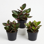 3 Peperomia Plant, Peperomia Clusiifolia Red Margin Live in 2 Inch Pot, Small Indoor Plant for Tabletop Decor, Gifting and Minimalist Spaces