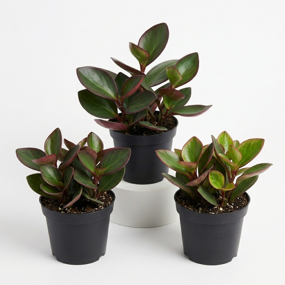 3 Peperomia Plant, Peperomia Clusiifolia Red Margin Live in 2 Inch Pot, Small Indoor Plant for Tabletop Decor, Gifting and Minimalist Spaces