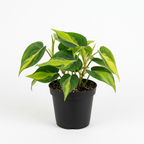Philodendron Cordatum Brasil, 4" Pot, Heartleaf Philodendron Plant Live, Trailing Philodendron Live Plant for Home Decor, Shelves and Hanging Displays