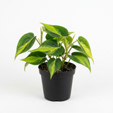 Philodendron Cordatum Brasil, 4" Pot, Heartleaf Philodendron Plant Live, Trailing Philodendron Live Plant for Home Decor, Shelves and Hanging Displays