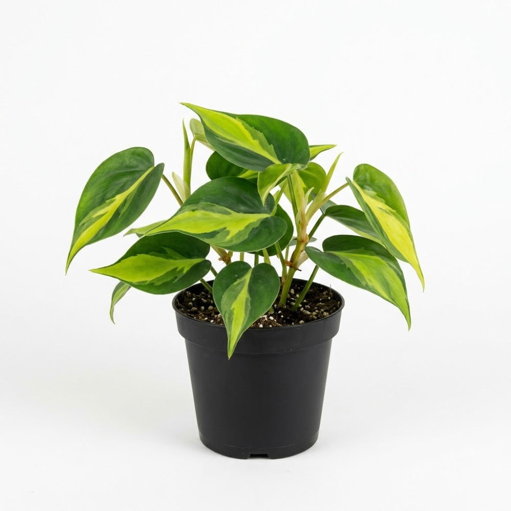 Philodendron Cordatum Brasil, 4" Pot, Heartleaf Philodendron Plant Live, Trailing Philodendron Live Plant for Home Decor, Shelves and Hanging Displays