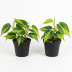 2 Heartleaf Philodendron Live Plant, 4 Inch Pot, Philodendron Cordatum Brasil, Indoor Trailing Plant for Home Office Decor, Bookcases and Easy Display