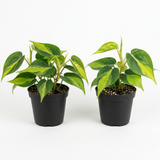 2 Heartleaf Philodendron Live Plant, 4 Inch Pot, Philodendron Cordatum Brasil, Indoor Trailing Plant for Home Office Decor, Bookcases and Easy Display