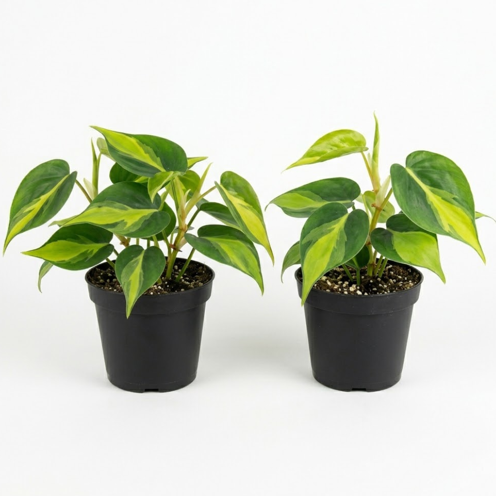 2 Heartleaf Philodendron Live Plant, 4 Inch Pot, Philodendron Cordatum Brasil, Indoor Trailing Plant for Home Office Decor, Bookcases and Easy Display