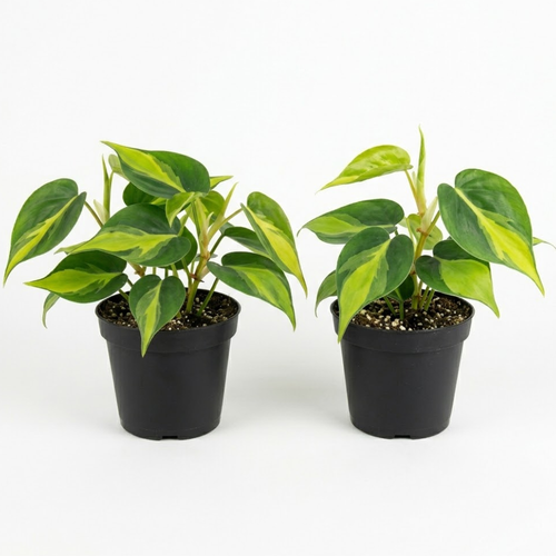 2 Heartleaf Philodendron Live Plant, 4 Inch Pot, Philodendron Cordatum Brasil, Indoor Trailing Plant for Home Office Decor, Bookcases and Easy Display
