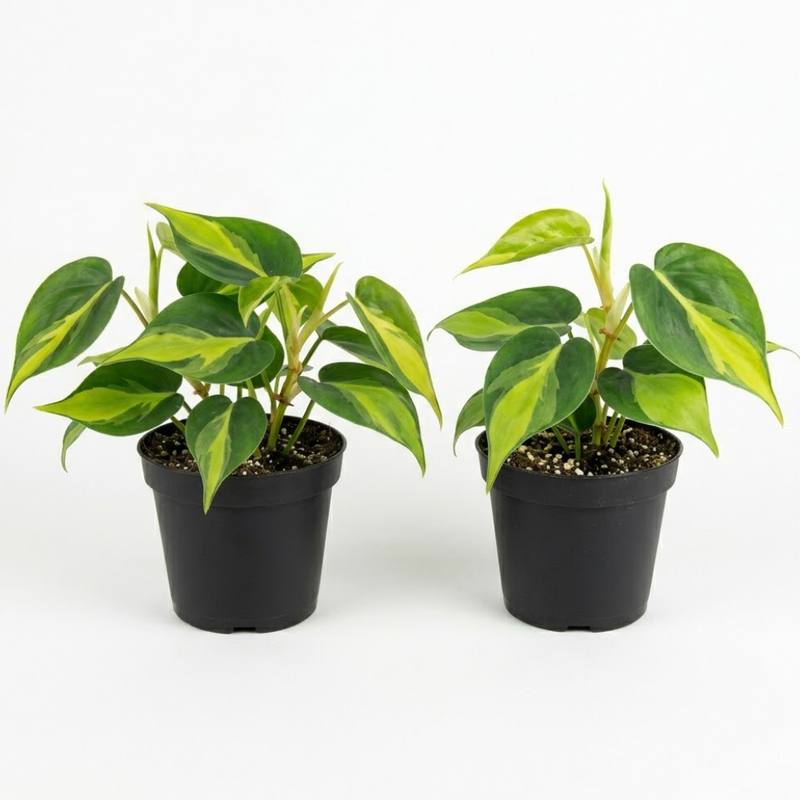2 Heartleaf Philodendron Live Plant, 4 Inch Pot, Philodendron Cordatum Brasil, Indoor Trailing Plant for Home Office Decor, Bookcases and Easy Display