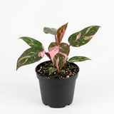 Philodendron Pink Princess Live Plant | Pink Princess Philodendron in Self-Watering 4'' Inch Pot | Easy Plants Live Houseplants for Home & Office Décor