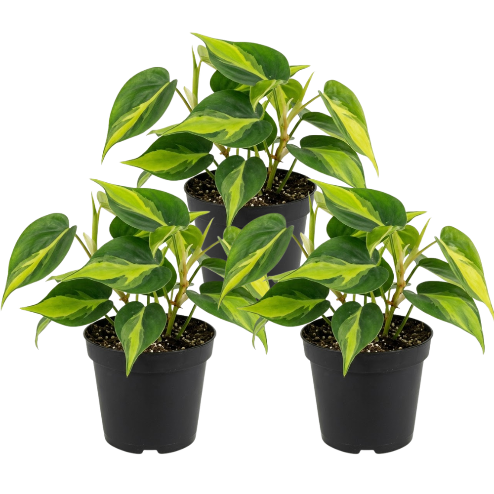 3 Philodendron Live Plant in 4" Pot, Heart Leaf Philodendron Cordatum Brasil, Indoor Vining Houseplant for Tabletop Decor, Gifting and Plant Collections