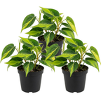 3 Philodendron Live Plant in 4" Pot, Heart Leaf Philodendron Cordatum Brasil, Indoor Vining Houseplant for Tabletop Decor, Gifting and Plant Collections
