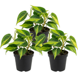 3 Philodendron Live Plant in 4" Pot, Heart Leaf Philodendron Cordatum Brasil, Indoor Vining Houseplant for Tabletop Decor, Gifting and Plant Collections