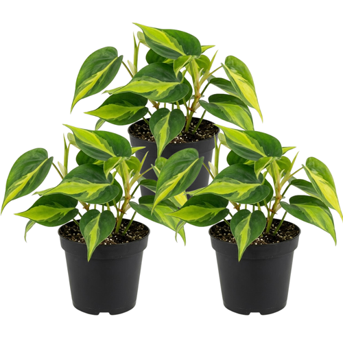 3 Philodendron Live Plant in 4" Pot, Heart Leaf Philodendron Cordatum Brasil, Indoor Vining Houseplant for Tabletop Decor, Gifting and Plant Collections