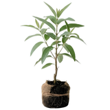 Large Lemon Eucalyptus Plant Live – Live Eucalyptus Plants, Fast Growing Eucalyptus Live Plant for Backyard and Outdoor Plante