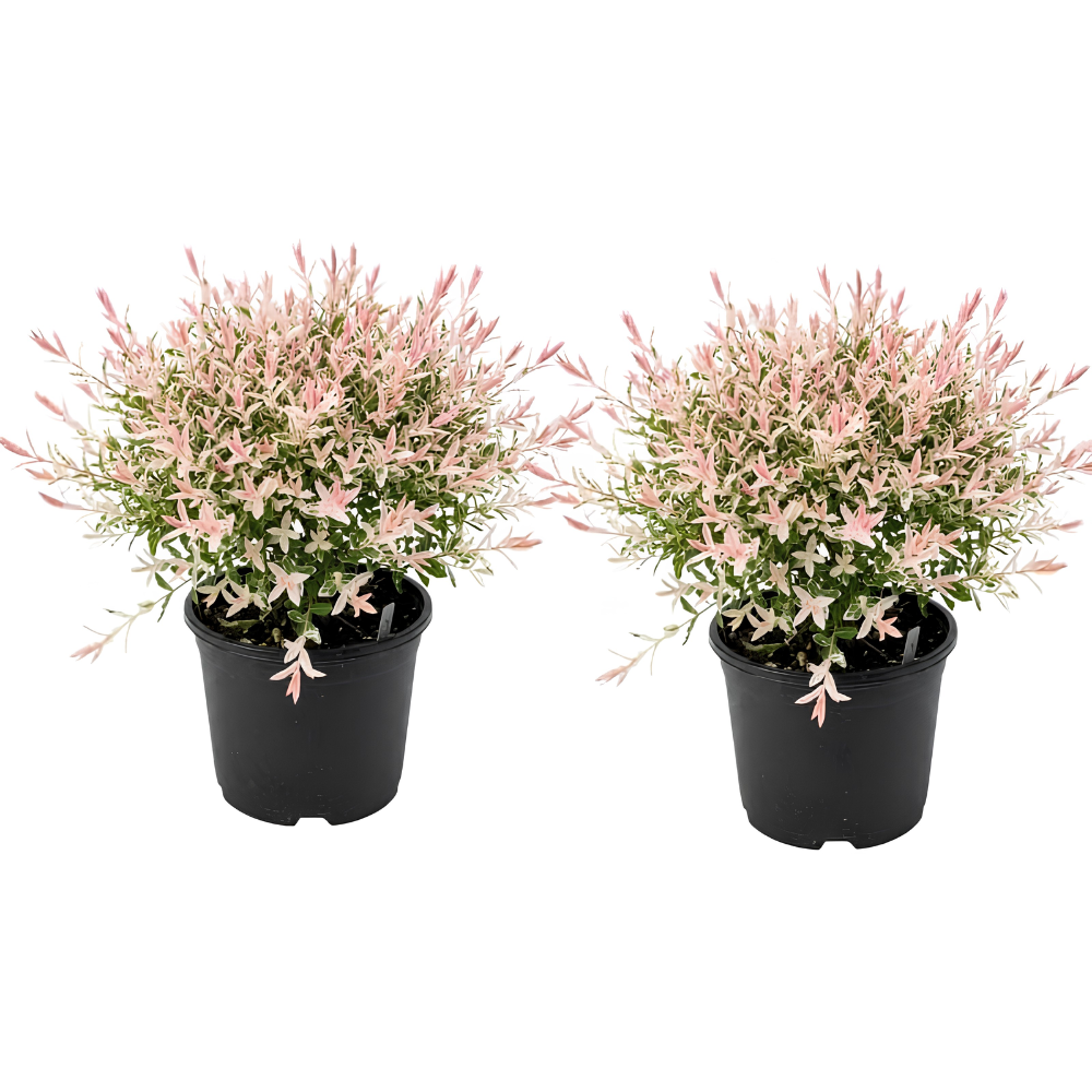 2 Tri Colored Dappled Willow Shrubs Plant Live, 4 Inch Pot, Hakuro Nishiki, Fast Growing, Colorful Foliage Shrub for Garden Décor, Patio & Outdoor Display