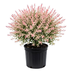 Live Japanese Dappled Willow Shrub in Quart Pot, Easy to Grow Hakuro Nishiki, Fast-Growing Ornamental Deciduous Plant for Garden Borders & Landscape Accents
