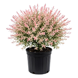 Live Japanese Dappled Willow Shrub in Quart Pot, Easy to Grow Hakuro Nishiki, Fast-Growing Ornamental Deciduous Plant for Garden Borders & Landscape Accents