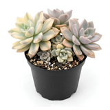 Variegated Ghost Plant Graptopetalum in 4" Pot, High-Vigor Low Maintenance Succulent - Pet-Friendly, Sturdy Growth for Shelves