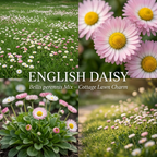 600 Pcs English Daisy Seeds Mix, Heirloom Bellis Perennis Mix for Planting, Fast-Growing Flowers for Charming Cool Season Gardens
