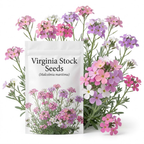 2000 Pcs Virginia Stock Seeds, Heirloom Wildflower for Planting, Fast-Growing Aromatic Plants for Bright Sunlit Gardens