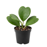 Hoya Kerrii Heart Plant Live in 4" Pot | Low Maintenance Heart-Shaped Succulent | Established Root System for Windowsills and Desks