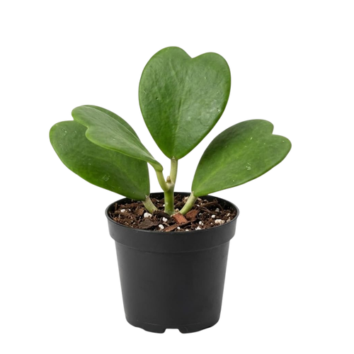 Hoya Kerrii Heart Plant Live in 4" Pot | Low Maintenance Heart-Shaped Succulent | Established Root System for Windowsills and Desks