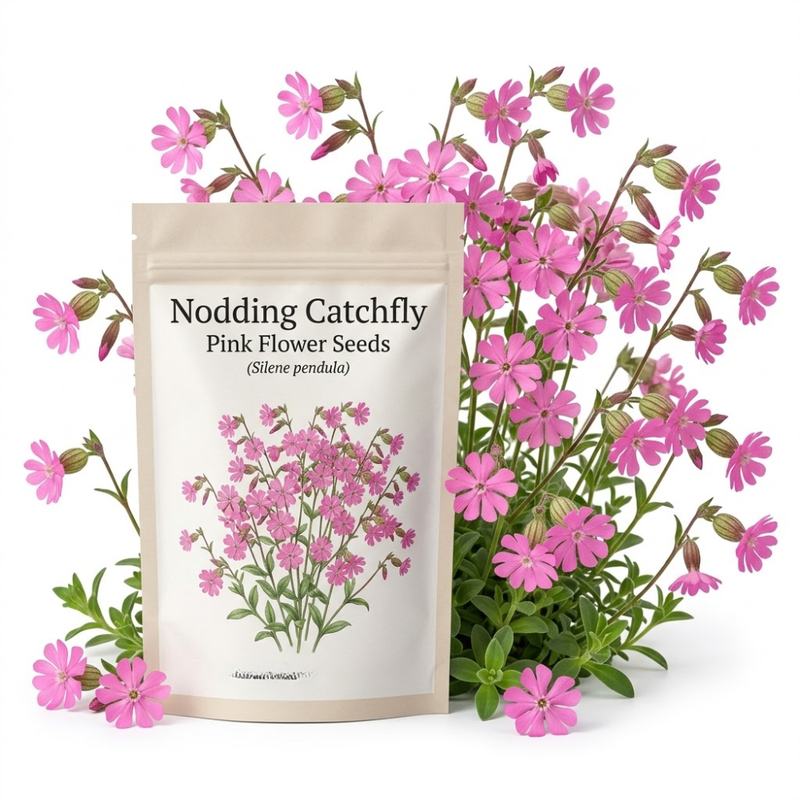 900 Pcs Nodding Catchfly Seeds, Vigorous, Cold-Hardy Plants, Grow Robust Pink Blooms for Rock Gardens