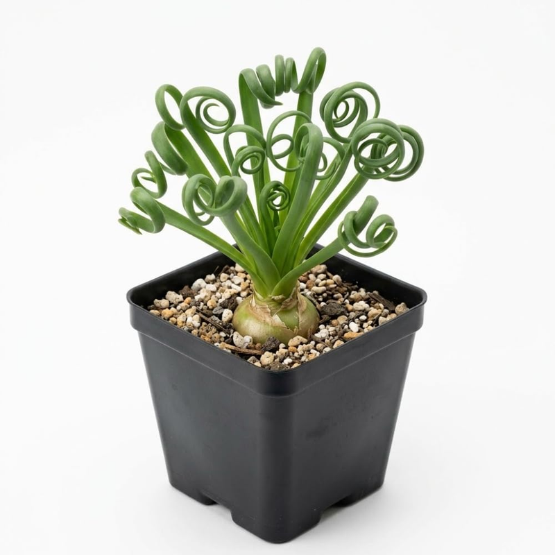 Albuca Spiralis Plant Live, 4 Inch Potted Frizzle Sizzle, Low Maintenance Indoor Succulent with Unique Corkscrew Curly Leaves for Home Office Decor