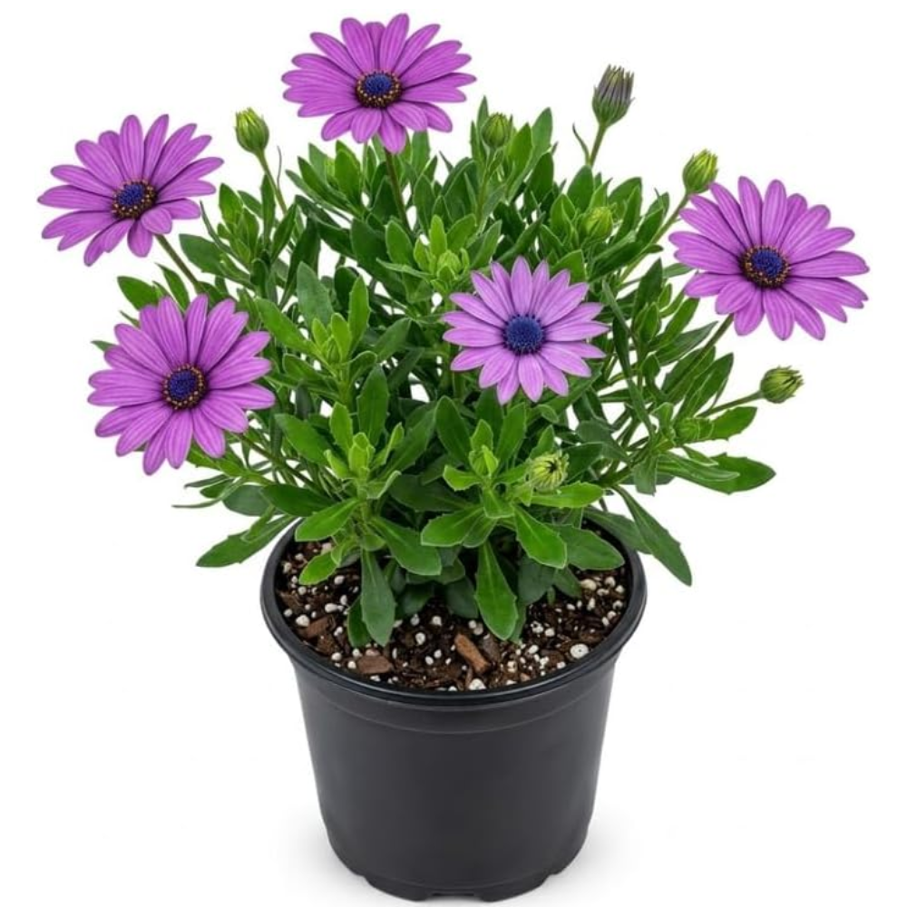 African Daisy Plant Live, 3" Pot, Low Maintenance Bright Flower for Tabletop, Sunroom and Outdoor Garden