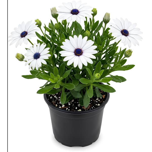 African Daisy Plant Live, 3" Pot, Low Maintenance Bright Flower for Tabletop, Sunroom and Outdoor Garden