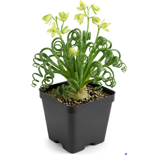 Frizzle Sizzle Plant, 4" Potted Albuca Spiralis Plant, High-Vigor Low Maintenance Spiral Succulent for Bright Windowsills, Striking Curly Foliage
