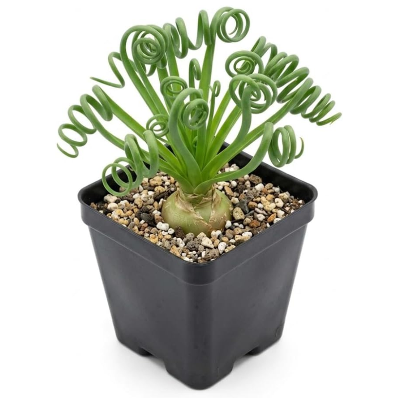 Albuca Spiralis Plant Live, 4" Pot, Vigorous Frizzle Sizzle Succulent withth Coiled Leaves, Low Maintenance Corkscrew Albuca Plant for Indoor Spaces