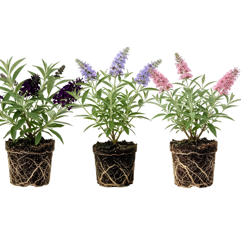 3 Assorted Butterfly Bush Live Plant, Buddleia Plant in 4-6" Tall, Grow Robust Mixed Blooms for Borders, Wildlife & Outdoor Landscapes