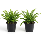 2 Lemon Button Fern Live Plant, 4 Inch Pot, Potted Nephrolepis Cordifolia, Small Indoor Fern for Desks and Terrariums