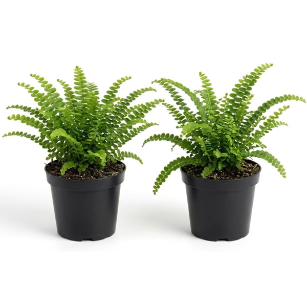 2 Lemon Button Fern Live Plant, 4 Inch Pot, Potted Nephrolepis Cordifolia, Small Indoor Fern for Desks and Terrariums