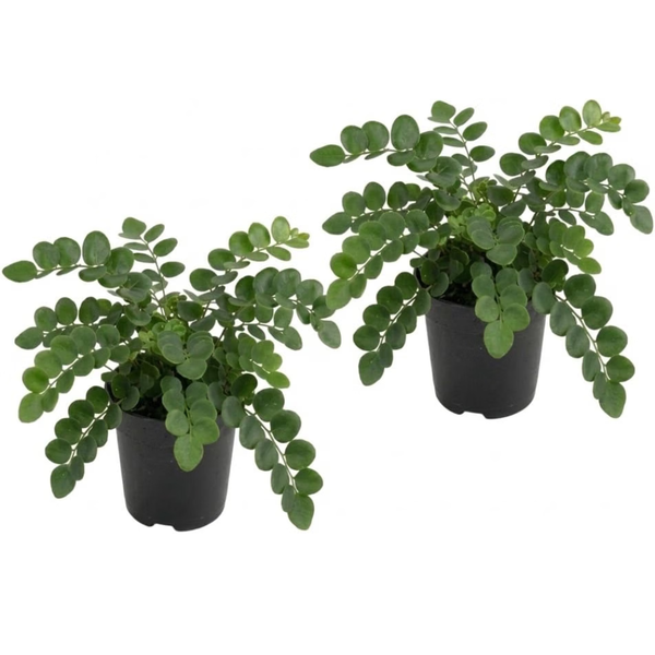 2 Button Fern Live Plant, Live Fern Plants in 2 Inch Pot, Air-Purifying, Low Maintenance, Perfect for Home and Office Décor, Easy to Care