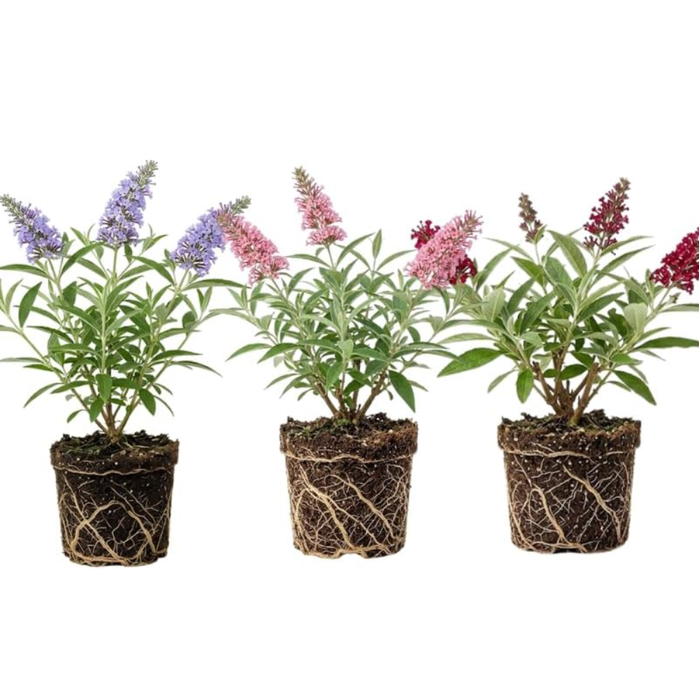 Assorted Butterfly Bush Plant Live, 3 Buddleia Plant 4-6" Tall, Well-Rooted Cold-Hardy Shrubs, Fragrant Blooms for Pollinator Gardens