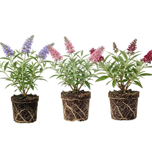Assorted Butterfly Bush Plant Live, 3 Buddleia Plant 4-6" Tall, Well-Rooted Cold-Hardy Shrubs, Fragrant Blooms for Pollinator Gardens