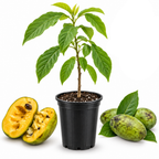 Pawpaw Tree Live Plant, 12 to 18 Inch Tall, Well-Rooted in 1 Quart Container, Cold-Hardy Edible Plant for Home Landscapes