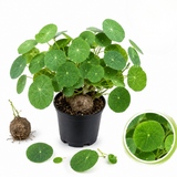 Stephania Plant Live, 2.5 – 3" Rare Caudex Bulb, Compact Stephania Erecta Bulb, Simple-Care Indoor Houseplant, Ideal for Unique Plant Gifts