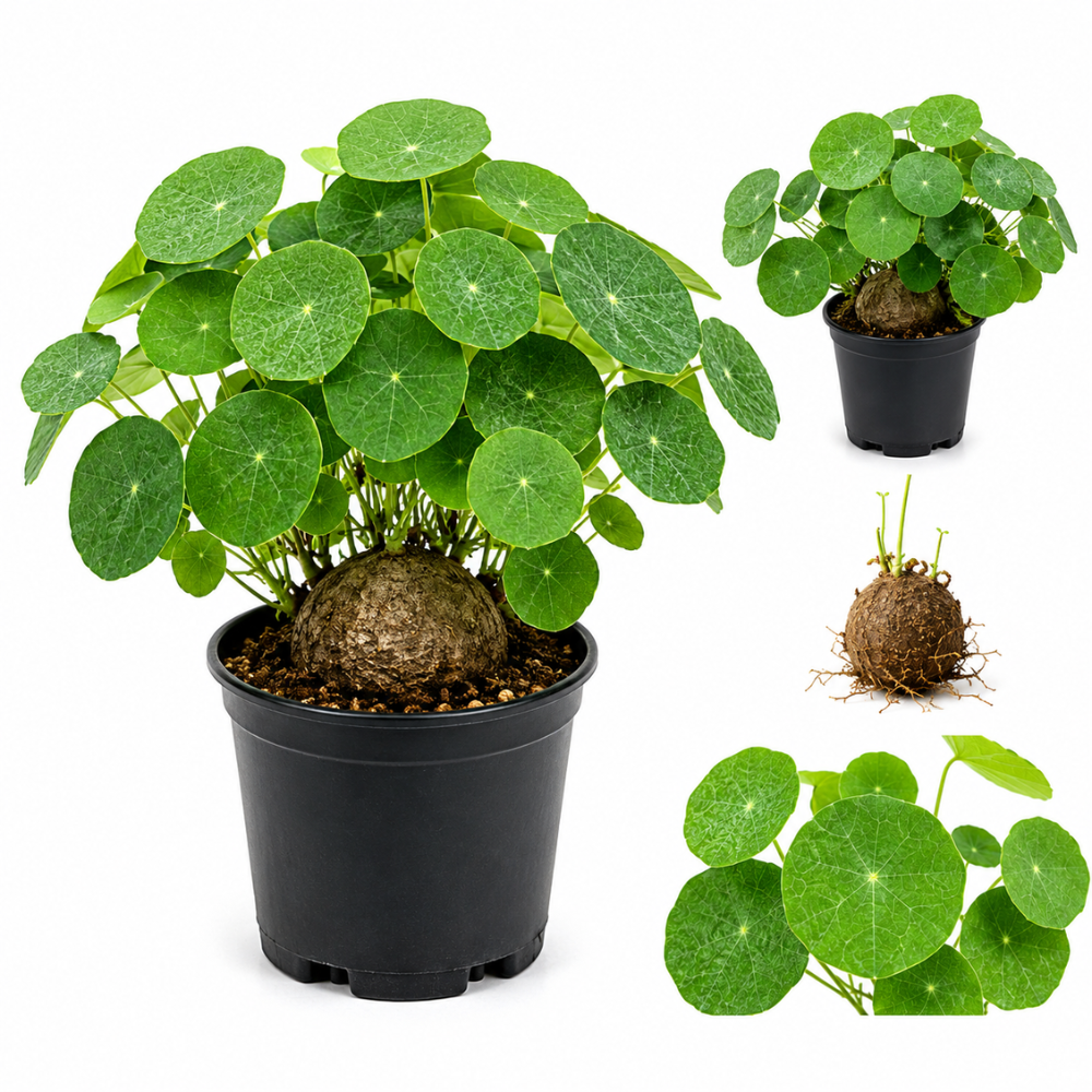 Stephania Cephalantha Plant, 3 – 3.5" Caudex Stephania Erecta Bulb, Easy-to-Grow Indoor Vine Houseplant, Ideal for Home & Office Displays