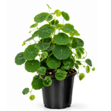 Stephania Plant Live, 3.5 – 4" Rare Caudex Bulb, Compact Stephania Erecta Bulb, Simple-Care Indoor Houseplant, Ideal for Unique Plant Gifts