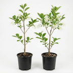 2 White Kousa Dogwood Tree, 12-18 Inch in Quart Pot, Low Maintenance Deciduous Tree, Vigorous Growth Habit with Vibrant Red Autumn Foliage