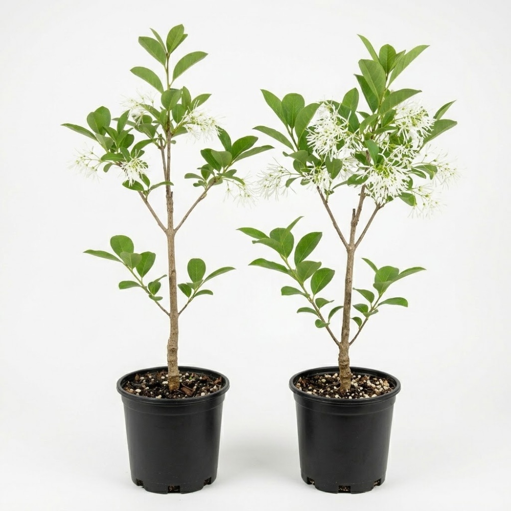 2 White Kousa Dogwood Tree, 12-18 Inch in Quart Pot, Low Maintenance Deciduous Tree, Vigorous Growth Habit with Vibrant Red Autumn Foliage